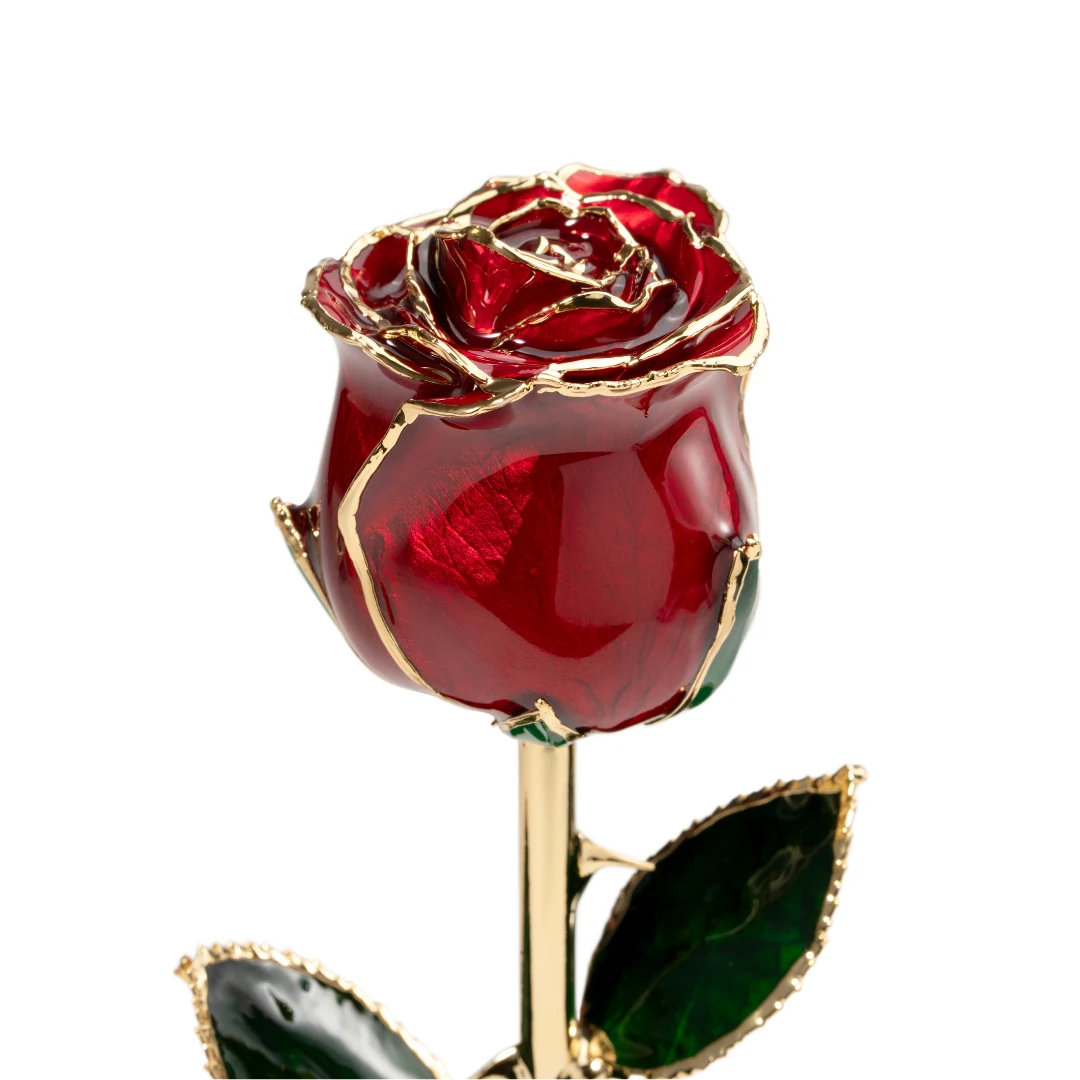 Détail de la rose rouge aux contours dorés